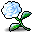 Romeo's Snow Rose