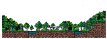 Gloomy Forest
